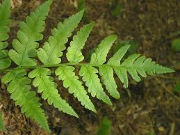 Attēlu rezultāti vaicājumam “Dryopteris”