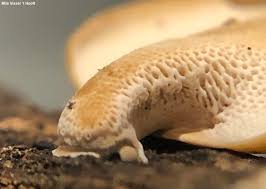 Attēlu rezultāti vaicājumam “Polyporus varius”