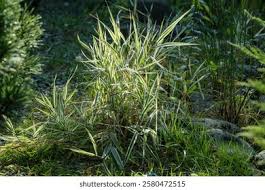 Attēlu rezultāti vaicājumam “Phalaroides arundinacea leaf”