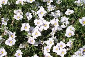 Image result for Nierembergia