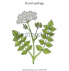 Attēlu rezultāti vaicājumam “Pimpinella saxifraga”