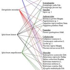 Attēlu rezultāti vaicājumam “Splachnum ampullaceum sporophyte”