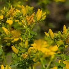 Image result for Johanniskraut