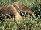 Giant Anteaters, Giant Anteater Pictures, Giant Anteater Facts ...