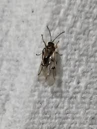 Attēlu rezultāti vaicājumam “Cynips quercusfolii”