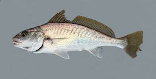 Image result for Micropogonias undulatus