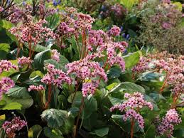 Image result for Bergenie