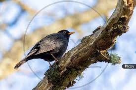 Attēlu rezultāti vaicājumam “Turdus merula male”