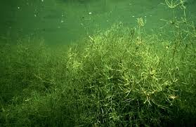 Attēlu rezultāti vaicājumam “Chara aspera”