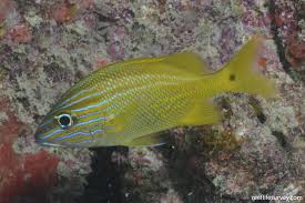 Image result for Haemulon plumierii