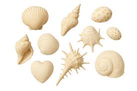 Attēlu rezultāti vaicājumam “Mollusca”