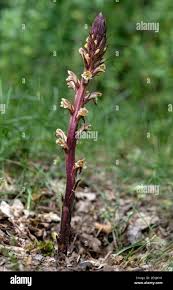 Attēlu rezultāti vaicājumam “Orobanche reticulata flower”
