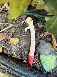 Attēlu rezultāti vaicājumam “Mutinus caninus”