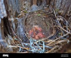 Attēlu rezultāti vaicājumam “Turdus merula nest”