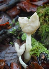 Attēlu rezultāti vaicājumam “Helvella elastica”