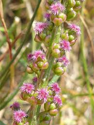 Attēlu rezultāti vaicājumam “Triglochin maritimum flower”