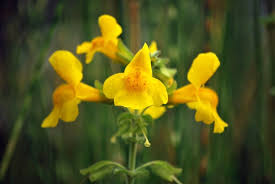 Attēlu rezultāti vaicājumam “Utricularia vulgaris flower”
