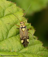 Attēlu rezultāti vaicājumam “Rhabdomiris striatellus”