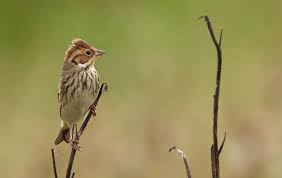 Image result for Emberiza pusilla