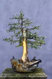 Attēlu rezultāti vaicājumam “Taxus baccata bud”