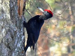 Attēlu rezultāti vaicājumam “Dryocopus martius”