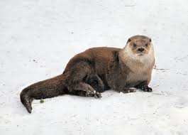 Attēlu rezultāti vaicājumam “Lutra lutra”