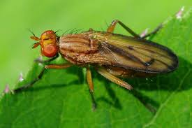 Attēlu rezultāti vaicājumam “Sciomyzidae”