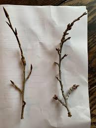 Attēlu rezultāti vaicājumam “Populus x gileadensis”