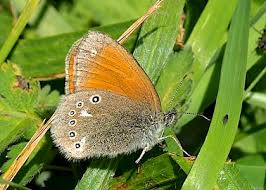 Attēlu rezultāti vaicājumam “Coenonympha glycerion underside”