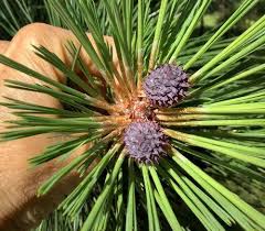 Attēlu rezultāti vaicājumam “Pinus ponderosa fruit”