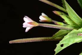Attēlu rezultāti vaicājumam “Epilobium montanum flower”