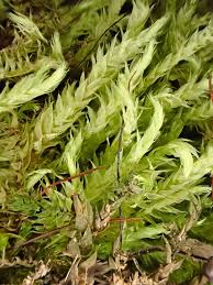 Attēlu rezultāti vaicājumam “Brachythecium rivulare”