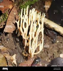 Attēlu rezultāti vaicājumam “Lentaria”