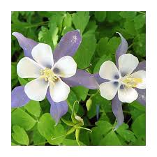 Image result for Aquilegia caerulea