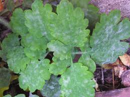 Attēlu rezultāti vaicājumam “Chelidonium majus leaf”