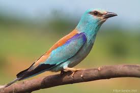 Attēlu rezultāti vaicājumam “Coracias garrulus”