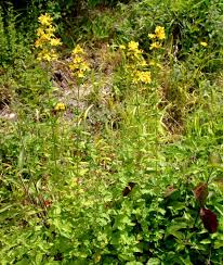 Image result for Hypericum perforatum
