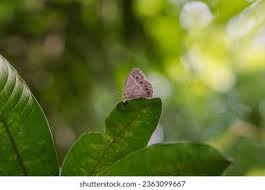 Attēlu rezultāti vaicājumam “Lopinga achine underside”