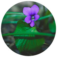 Attēlu rezultāti vaicājumam “Viola odorata leaf”