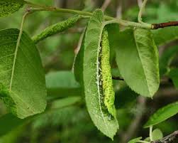 Attēlu rezultāti vaicājumam “Prociphilus xylostei”