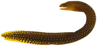 Image result for Gymnothorax vicinus