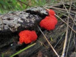 Attēlu rezultāti vaicājumam “Dictydiaethaliaceae”