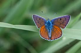 Attēlu rezultāti vaicājumam “Lycaena alciphron male”