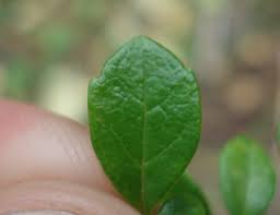 Attēlu rezultāti vaicājumam “Linnaea borealis leaf”