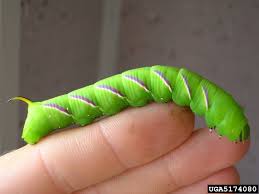 Attēlu rezultāti vaicājumam “Sphinx ligustri larva”