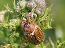 Attēlu rezultāti vaicājumam “Amphimallon solstitiale imago”