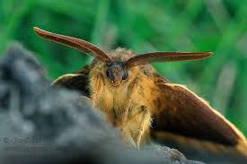 Attēlu rezultāti vaicājumam “Lasiocampa quercus imago”