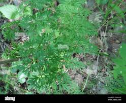 Attēlu rezultāti vaicājumam “Selinum carvifolia leaf”