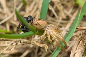 Attēlu rezultāti vaicājumam “Dipogon sp.”