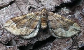 Attēlu rezultāti vaicājumam “Pelurga comitata”